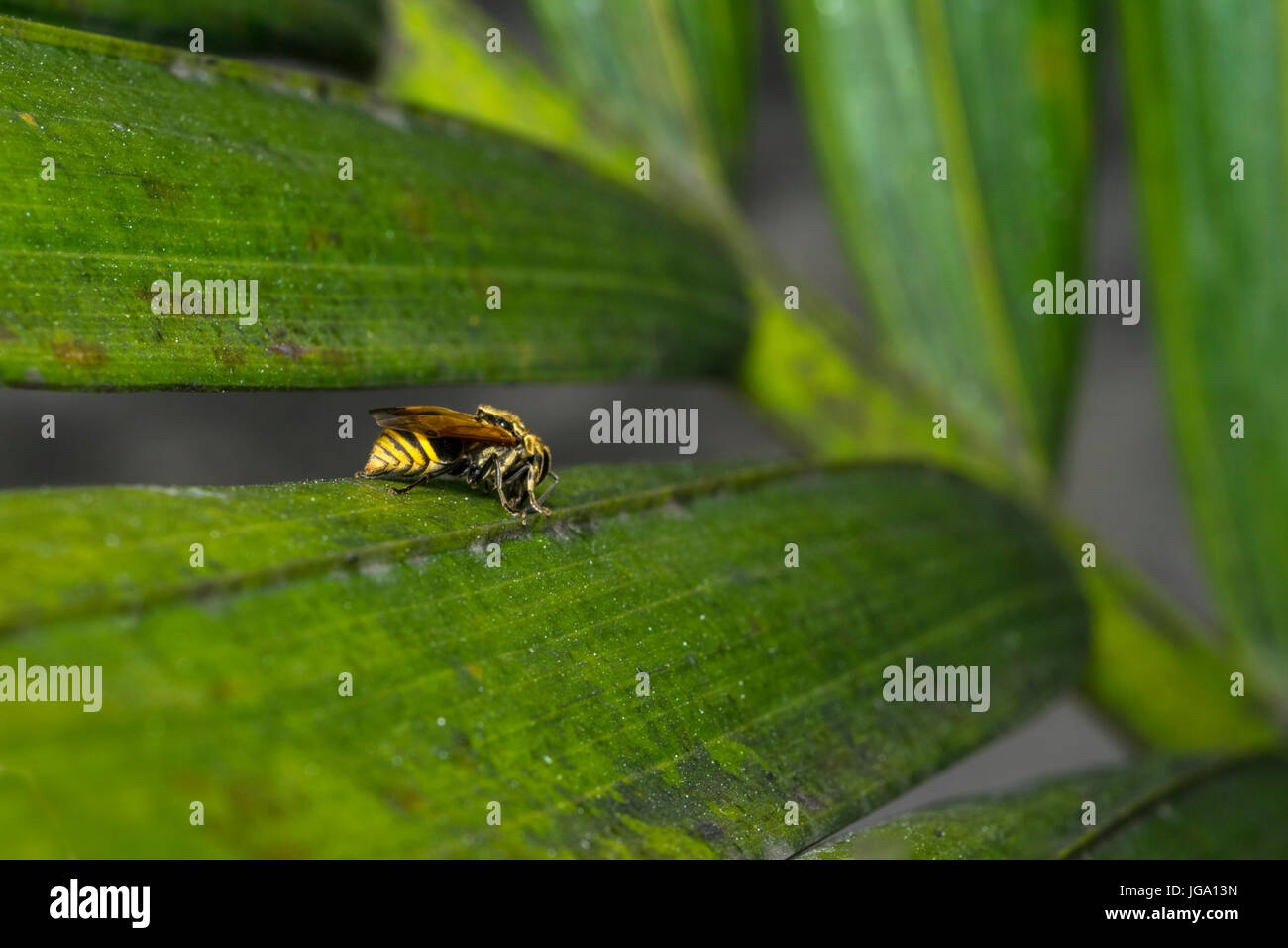 Wasp rayé jaune et noir reposant sur une feuille d'arbre Banque D'Images