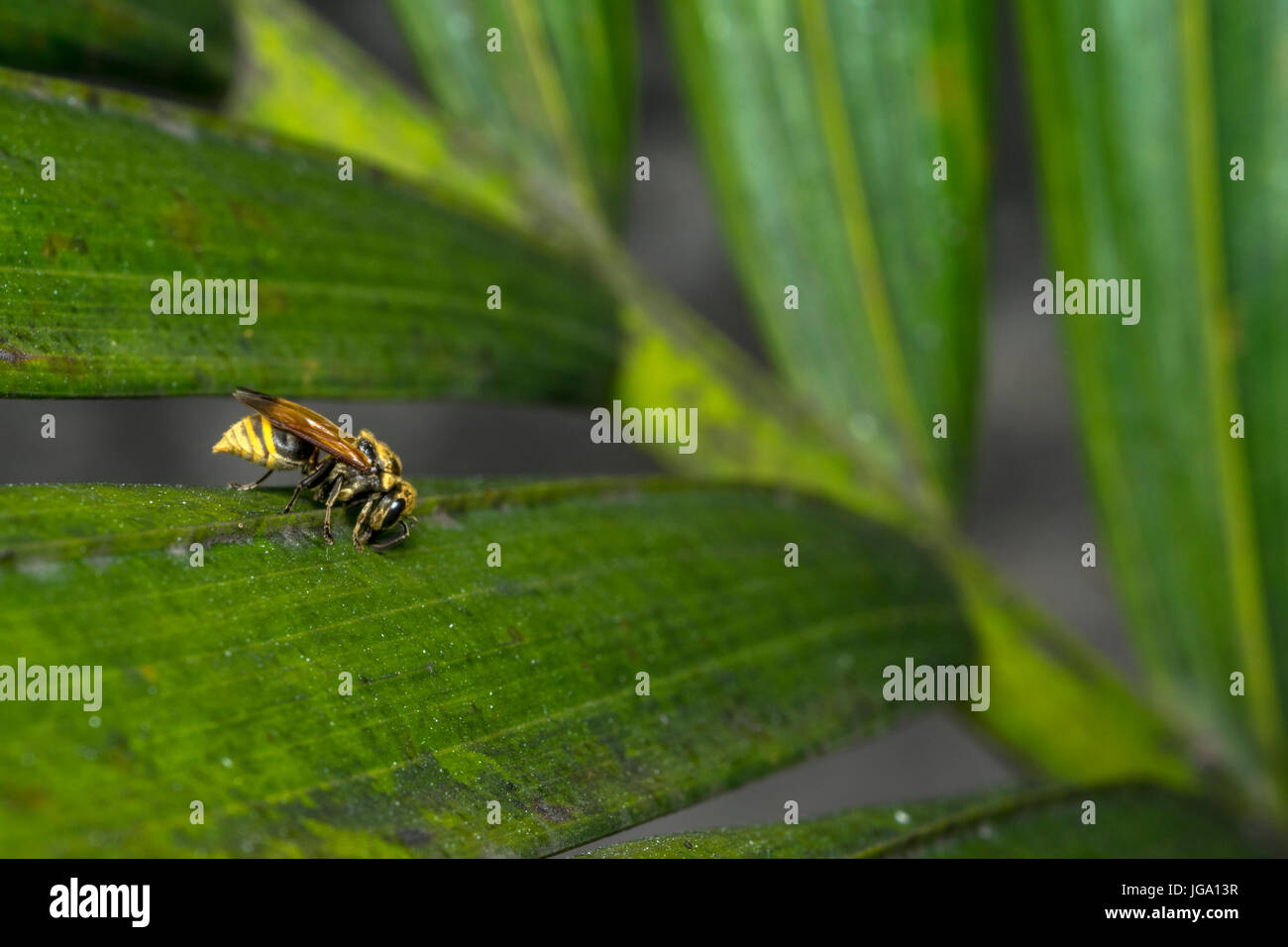 Wasp rayé jaune et noir reposant sur une feuille d'arbre Banque D'Images