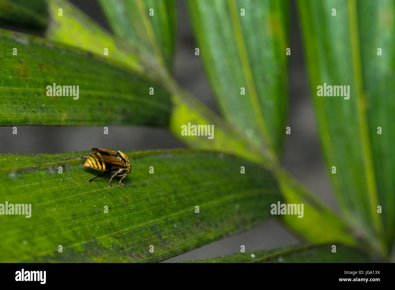 Wasp rayé jaune et noir reposant sur une feuille d'arbre Banque D'Images