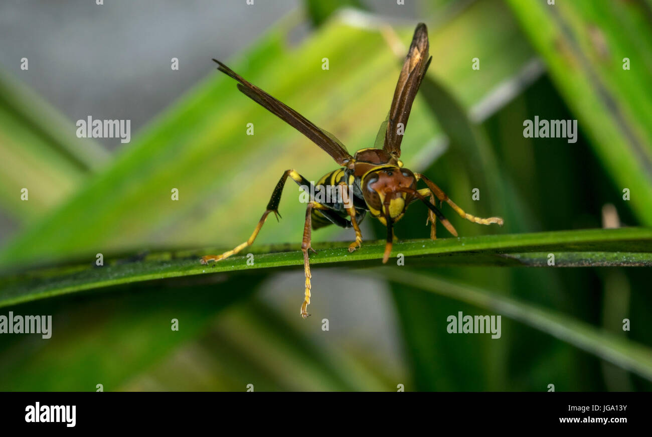 Wasp rayé jaune et noir reposant sur une feuille d'arbre Banque D'Images