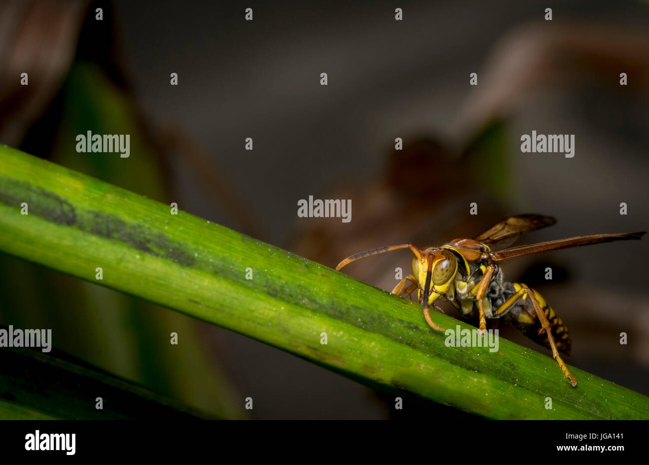 Wasp rayé jaune et noir reposant sur une feuille d'arbre Banque D'Images