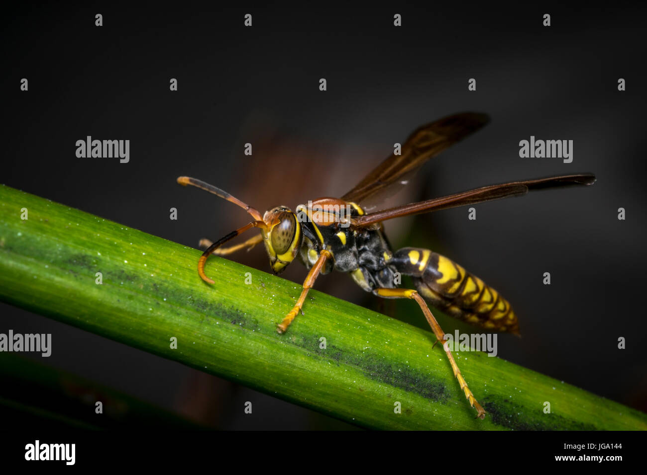 Wasp rayé jaune et noir reposant sur une feuille d'arbre Banque D'Images