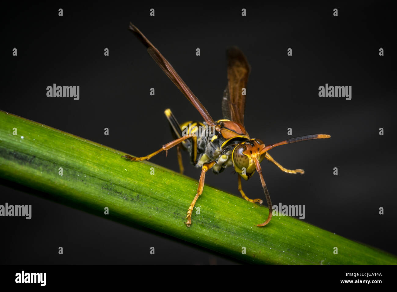 Wasp rayé jaune et noir reposant sur une feuille d'arbre Banque D'Images