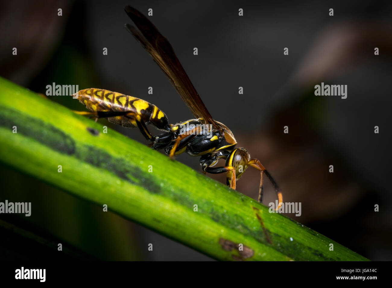 Wasp rayé jaune et noir reposant sur une feuille d'arbre Banque D'Images