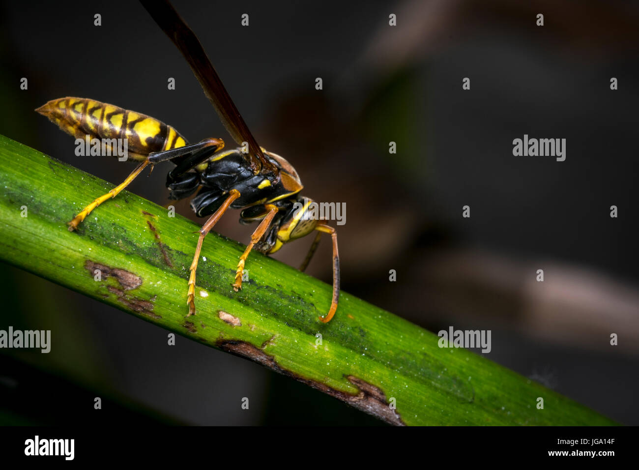 Wasp rayé jaune et noir reposant sur une feuille d'arbre Banque D'Images