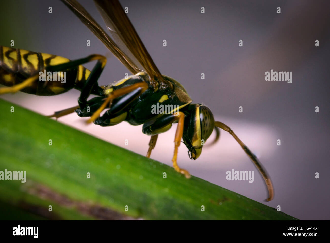Wasp rayé jaune et noir reposant sur une feuille d'arbre Banque D'Images