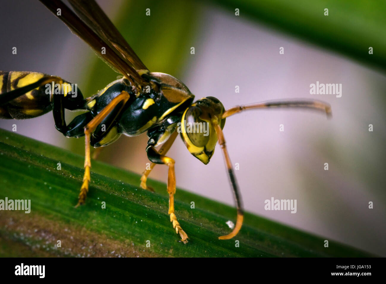Wasp rayé jaune et noir reposant sur une feuille d'arbre Banque D'Images