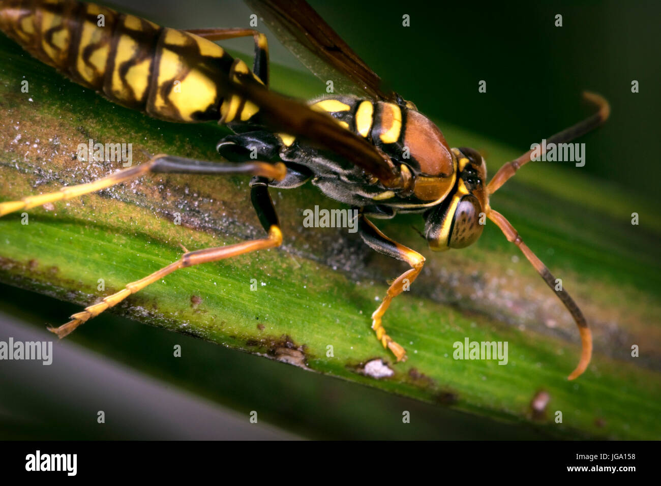 Wasp rayé jaune et noir reposant sur une feuille d'arbre Banque D'Images