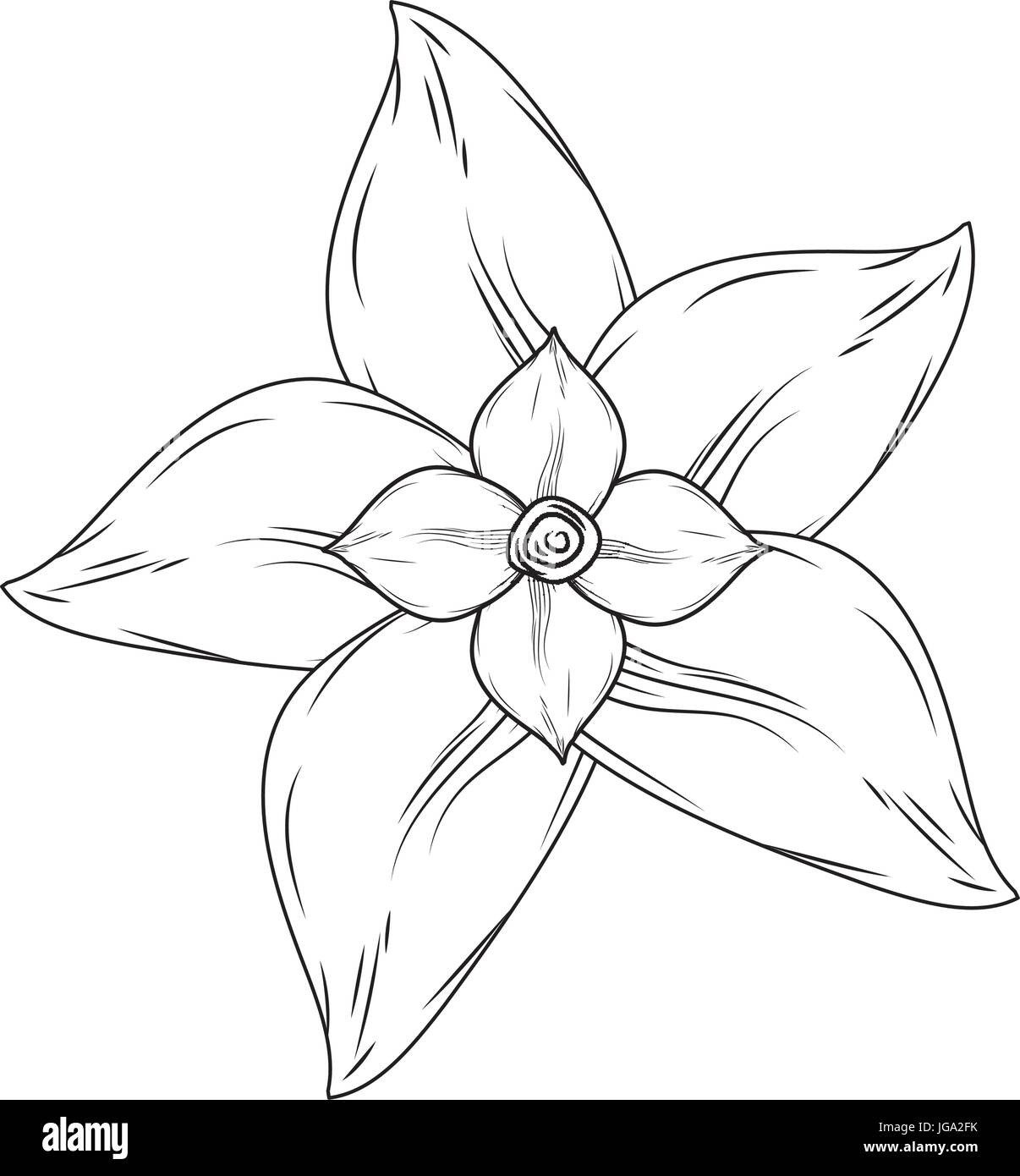 Camomille ligne fleur avec pétales pour ingrédient biologique Illustration de Vecteur