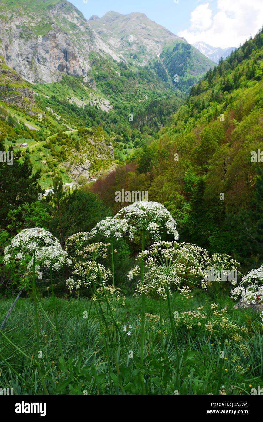 Valle de Bujaruelo dans le Parc National d'Ordesa Banque D'Images