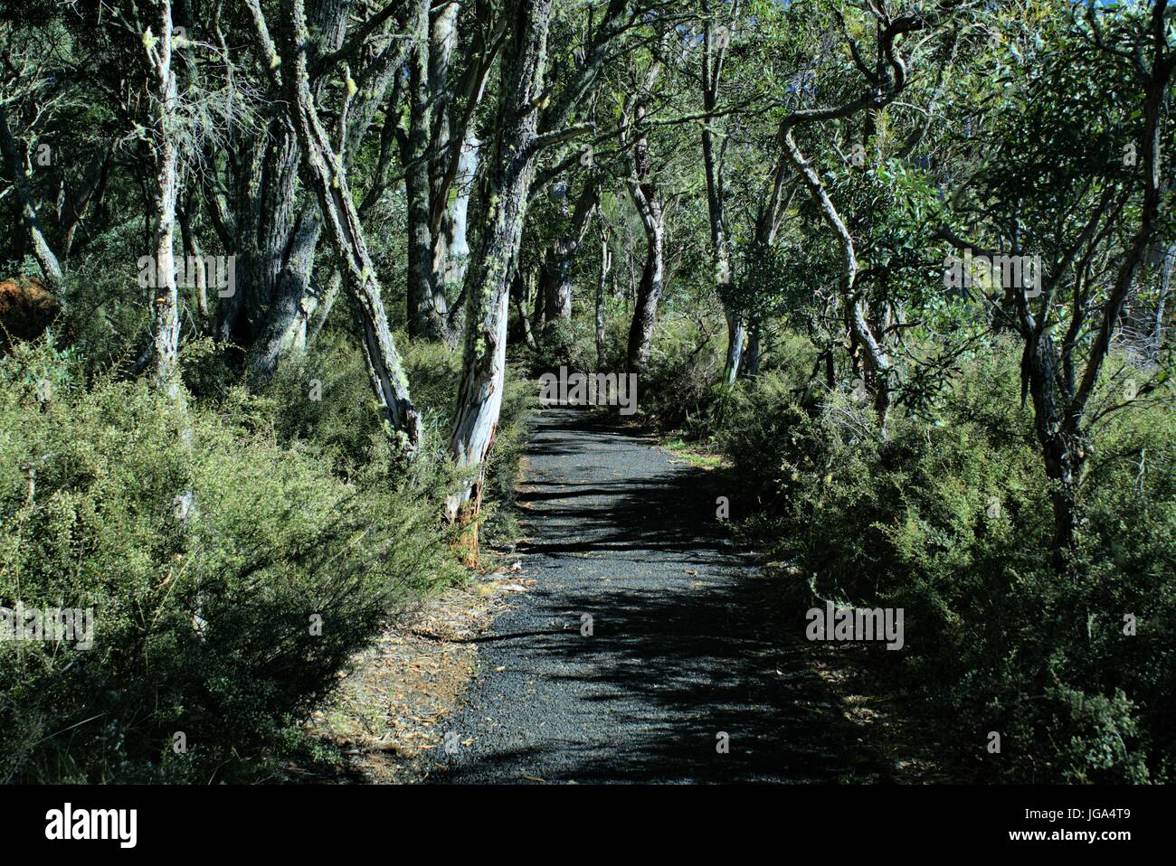 Beaux paysages d'une piste forestière et d'arbres. Marche dans la jungle. Banque D'Images