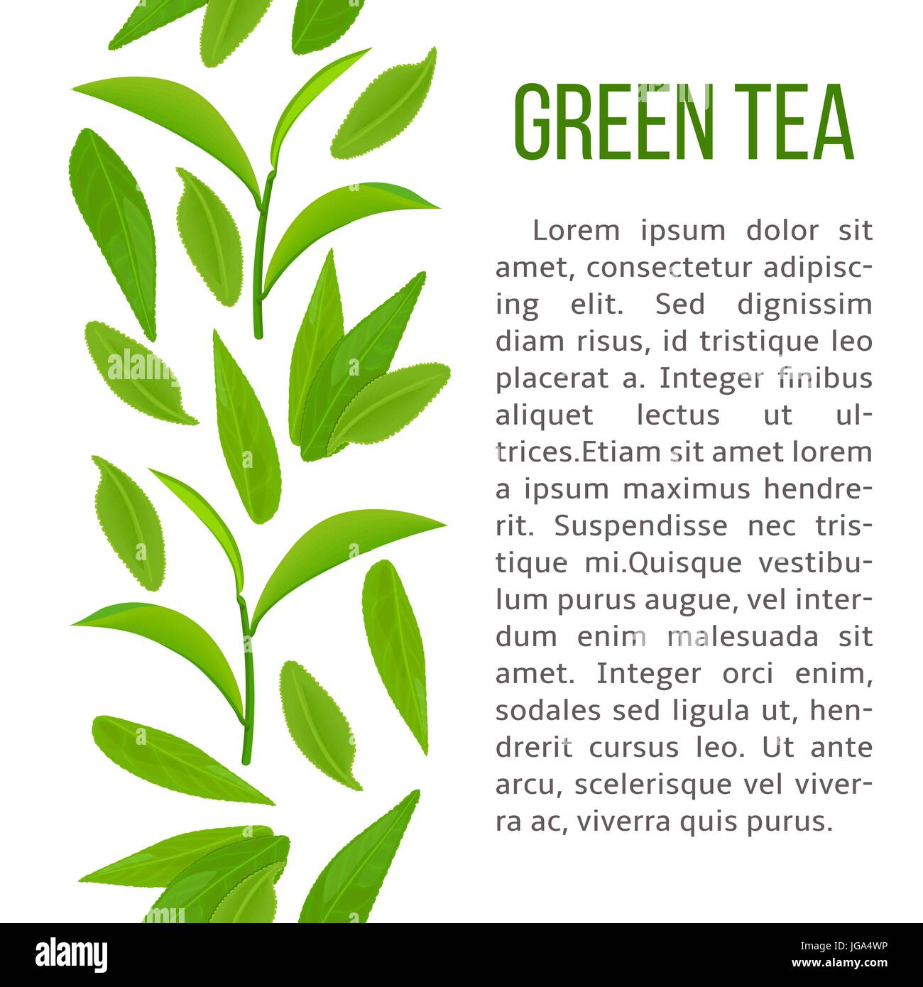 Feuilles de thé vert frais et Rameau. verticale blanche et description texte. pour les cosmétiques, boissons, boissons, décoration, étiquettes, bannières, publicité, imprime Illustration de Vecteur
