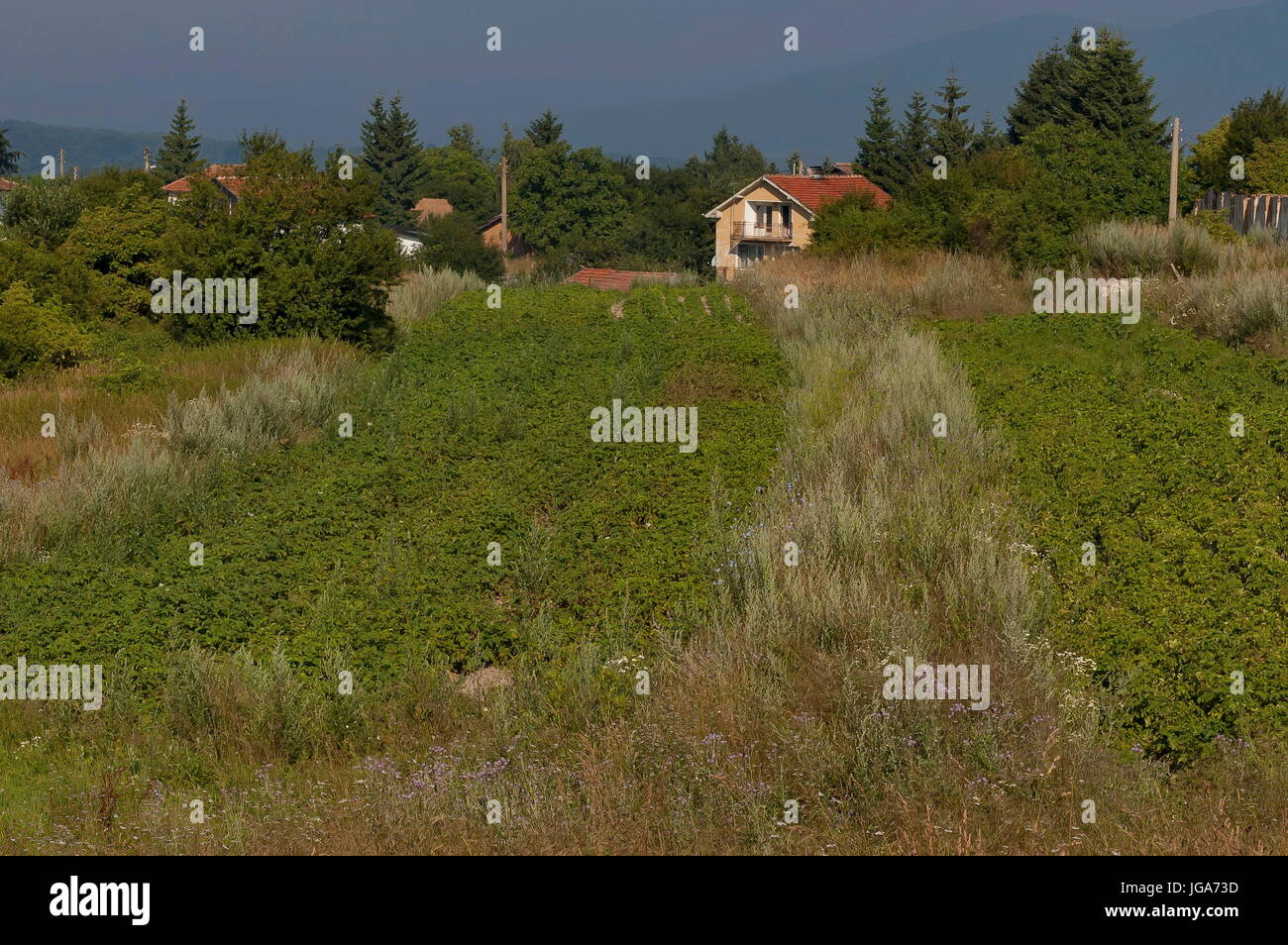 Scène avec des plants de pommes de terre, forêt et terrain résidentiel de Plana, village bulgare de montagne Plana, Bulgarie Banque D'Images