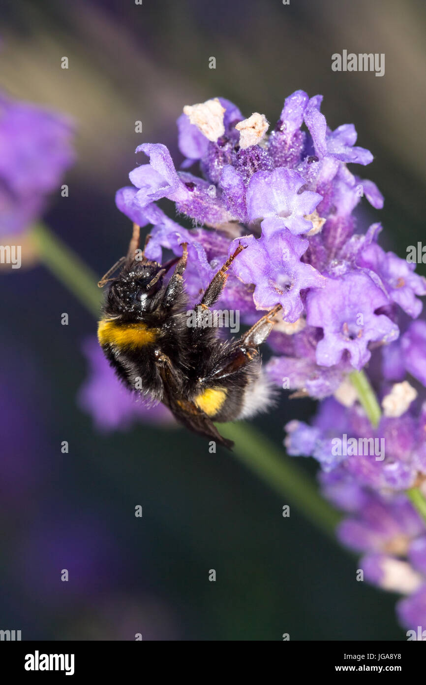 Bourdon (Bombus) sur la lavande (lavandula) - macro shot Banque D'Images