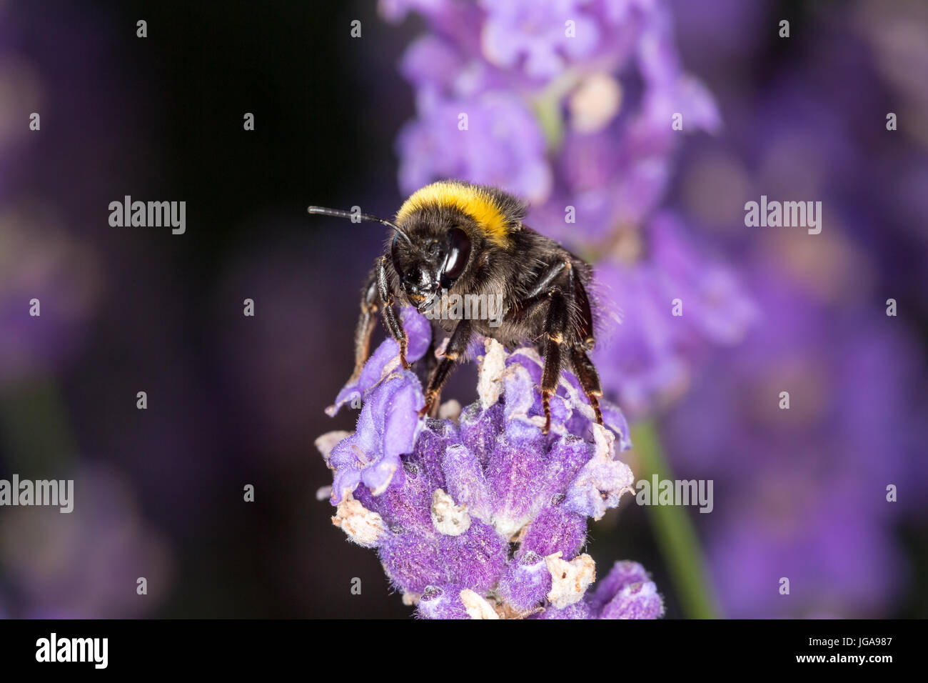 Bourdon (Bombus) sur la lavande (lavandula) - macro shot Banque D'Images