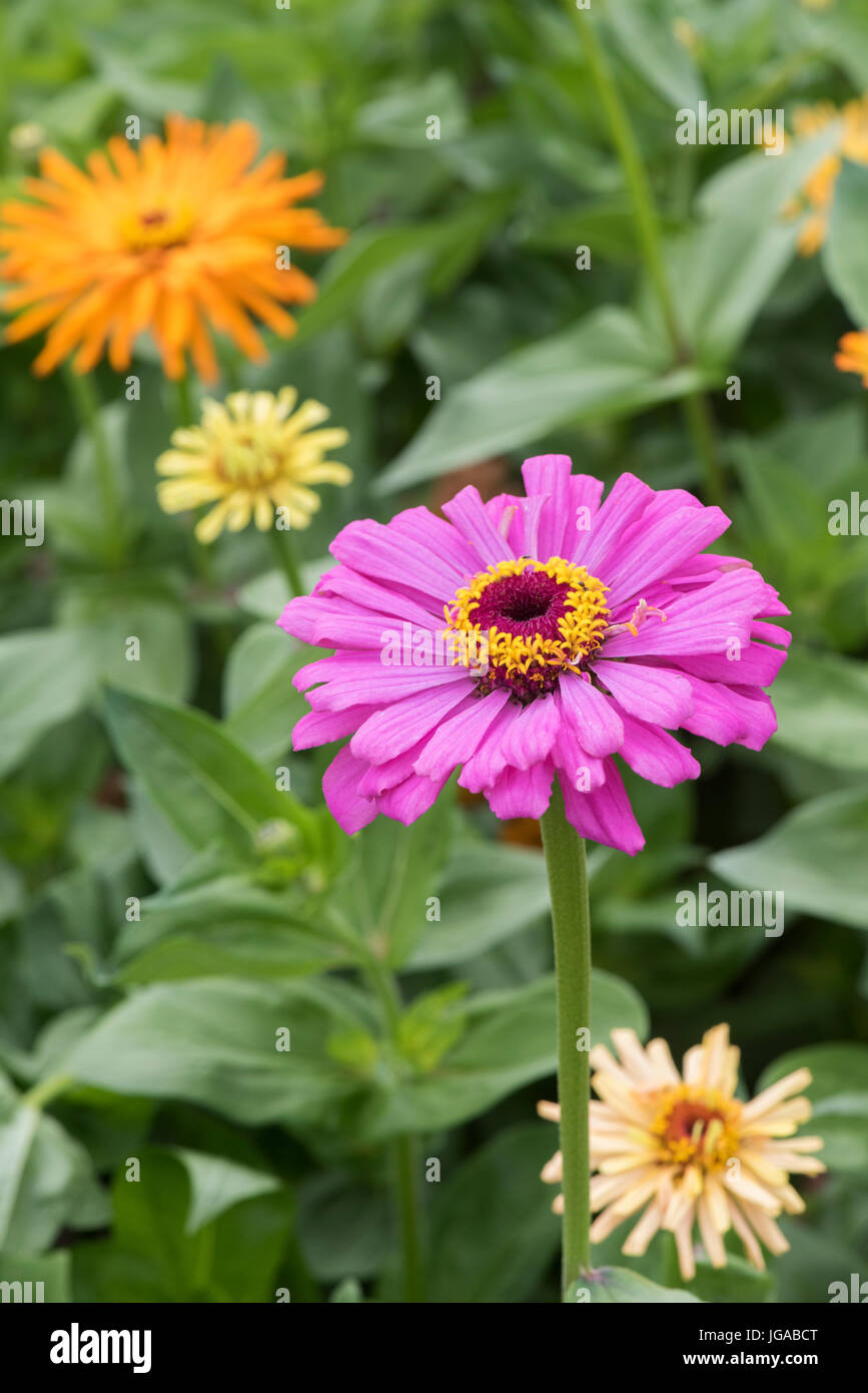 Zinnia hybrida. Zinnia elegans 'Giant' double mixed flowers Banque D'Images