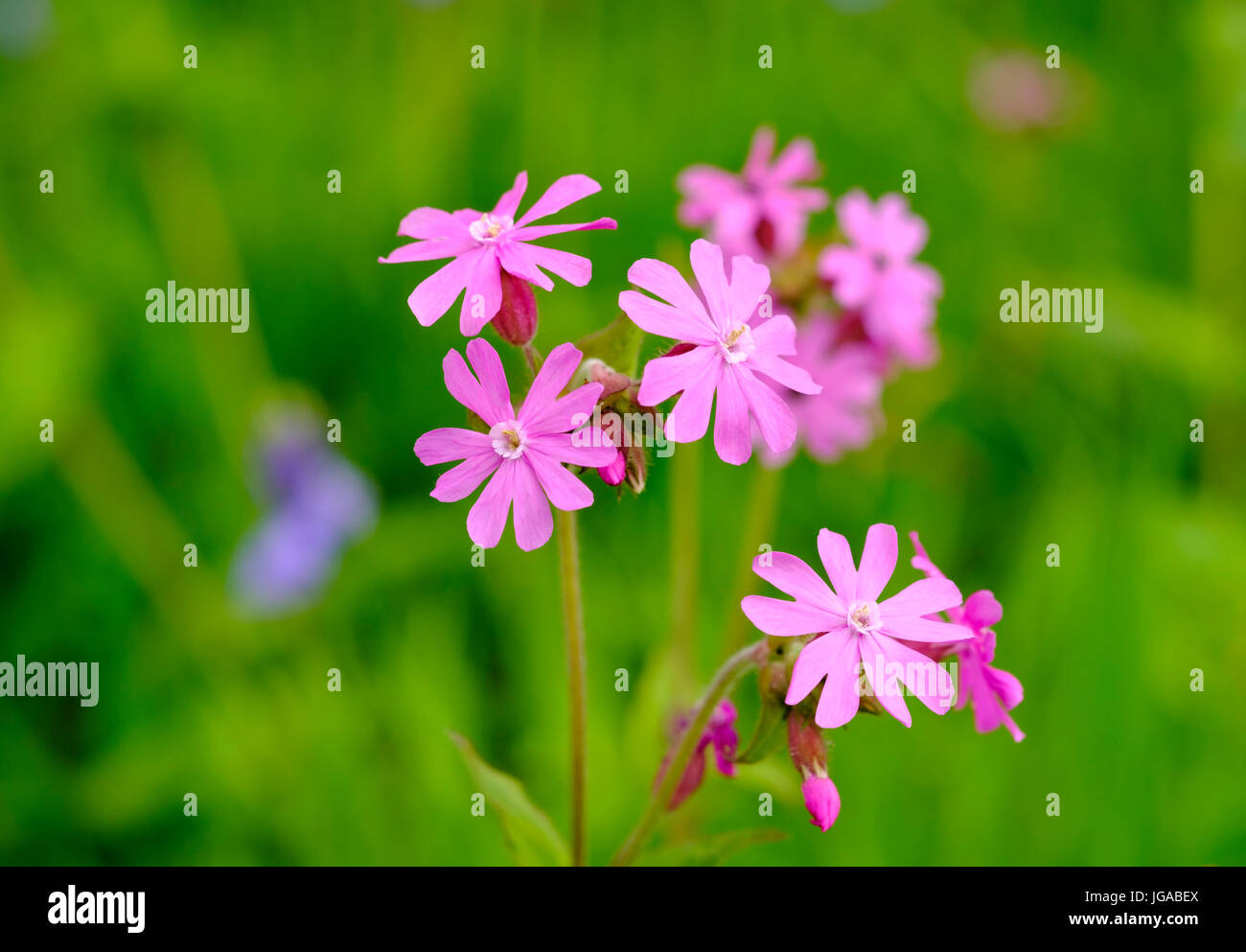 Red (Silene dioica), Devon, Angleterre, Royaume-Uni Banque D'Images