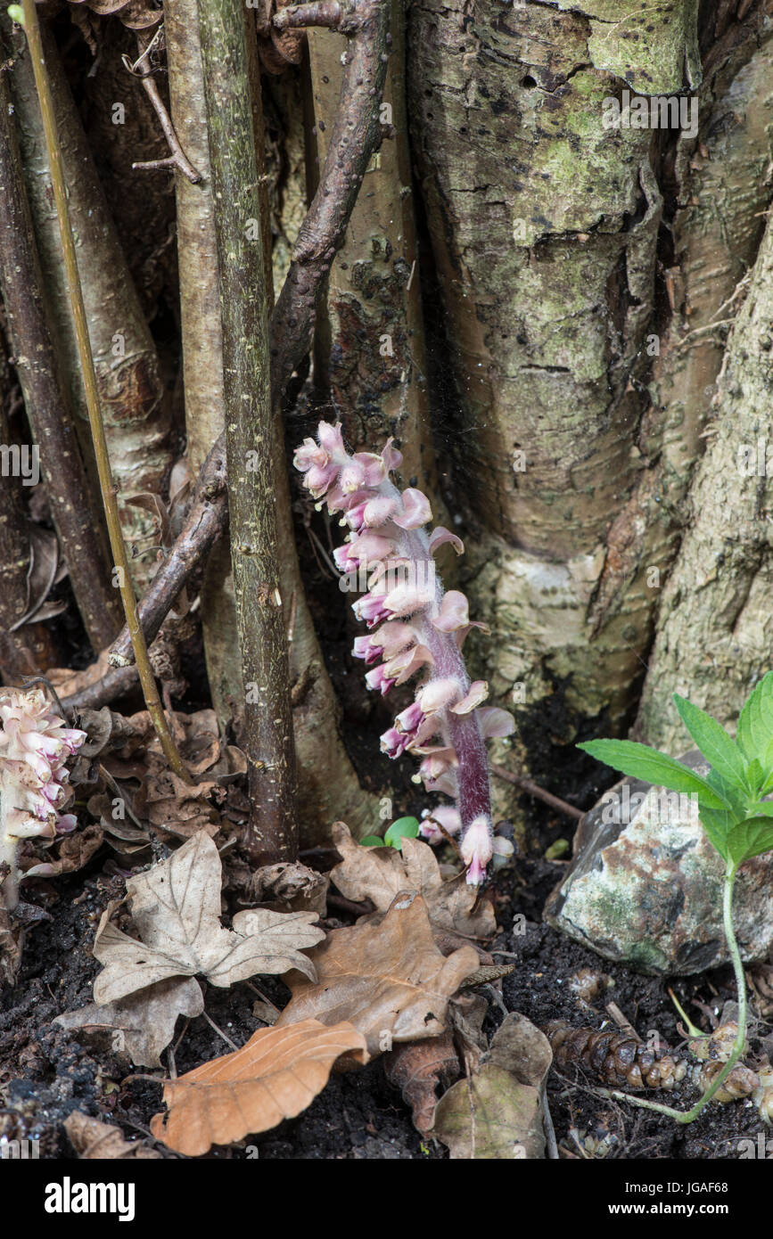 Toothwort : Lathraea squamaria. Dans la région de Hazel Wood taillis. Surrey, Angleterre Banque D'Images