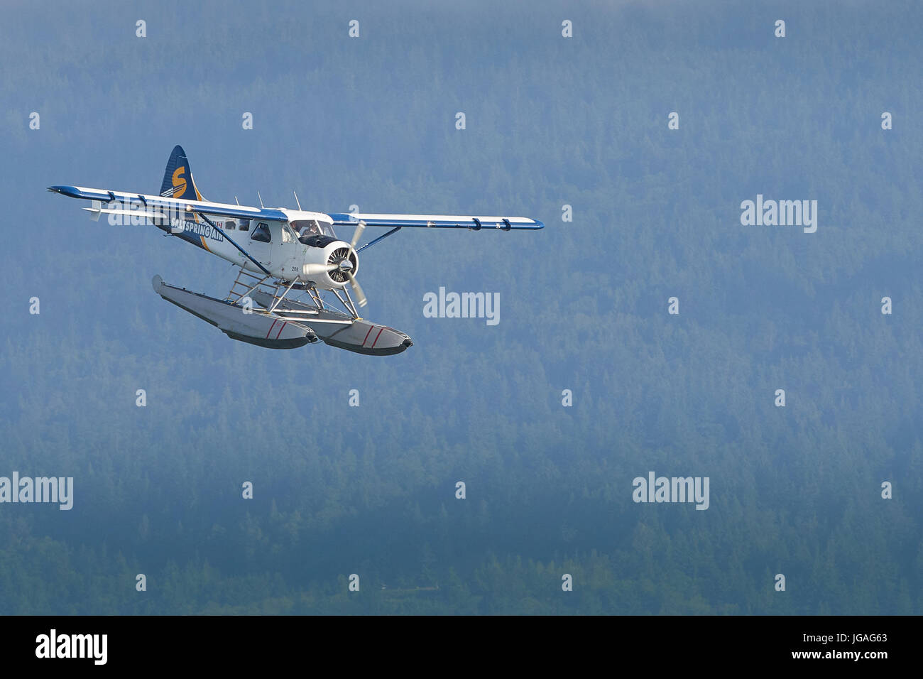 Un classique de Harbour Air Seaplanes de Havilland Canada DHC-2 Beaver dans La Saltspring Air Insignia survolant la forêt en Colombie-Britannique, Canada. Banque D'Images