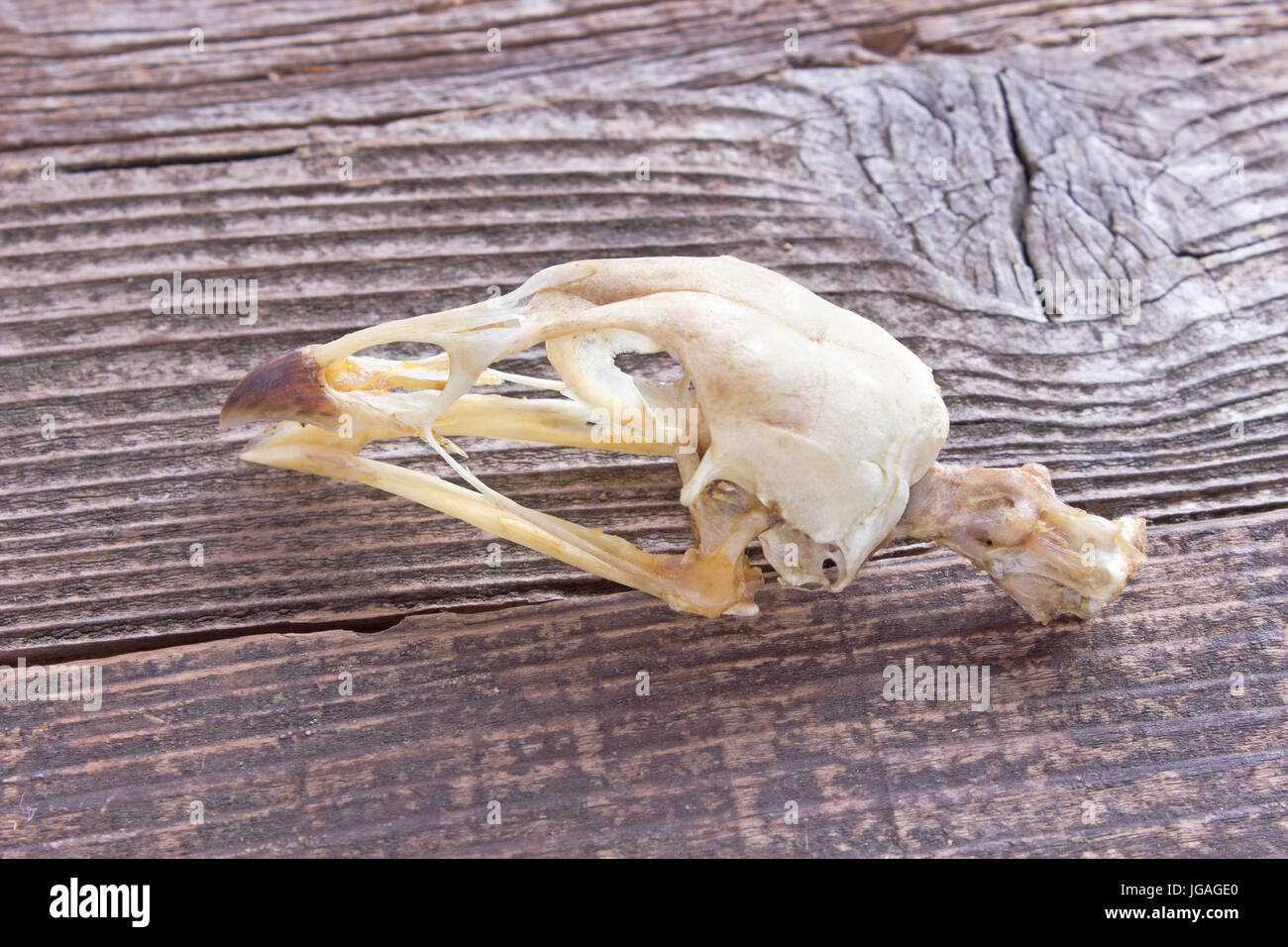 Crâne d'oiseaux sur fond de bois Banque D'Images
