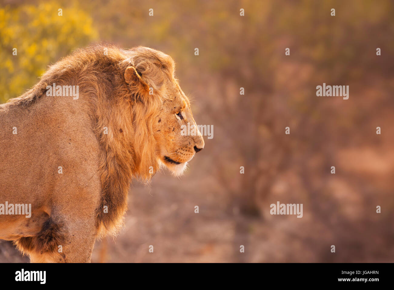 Près d'un lion mâle au début de la lumière du soleil du matin dans le parc national Kruger, Afrique du Sud. Banque D'Images