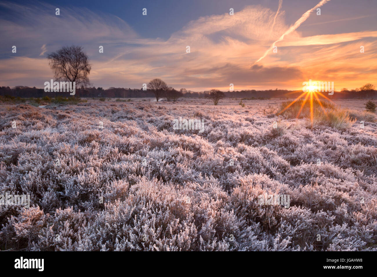 Heather dépoli en hiver, photographié au lever du soleil près de Hilversum aux Pays-Bas. Banque D'Images