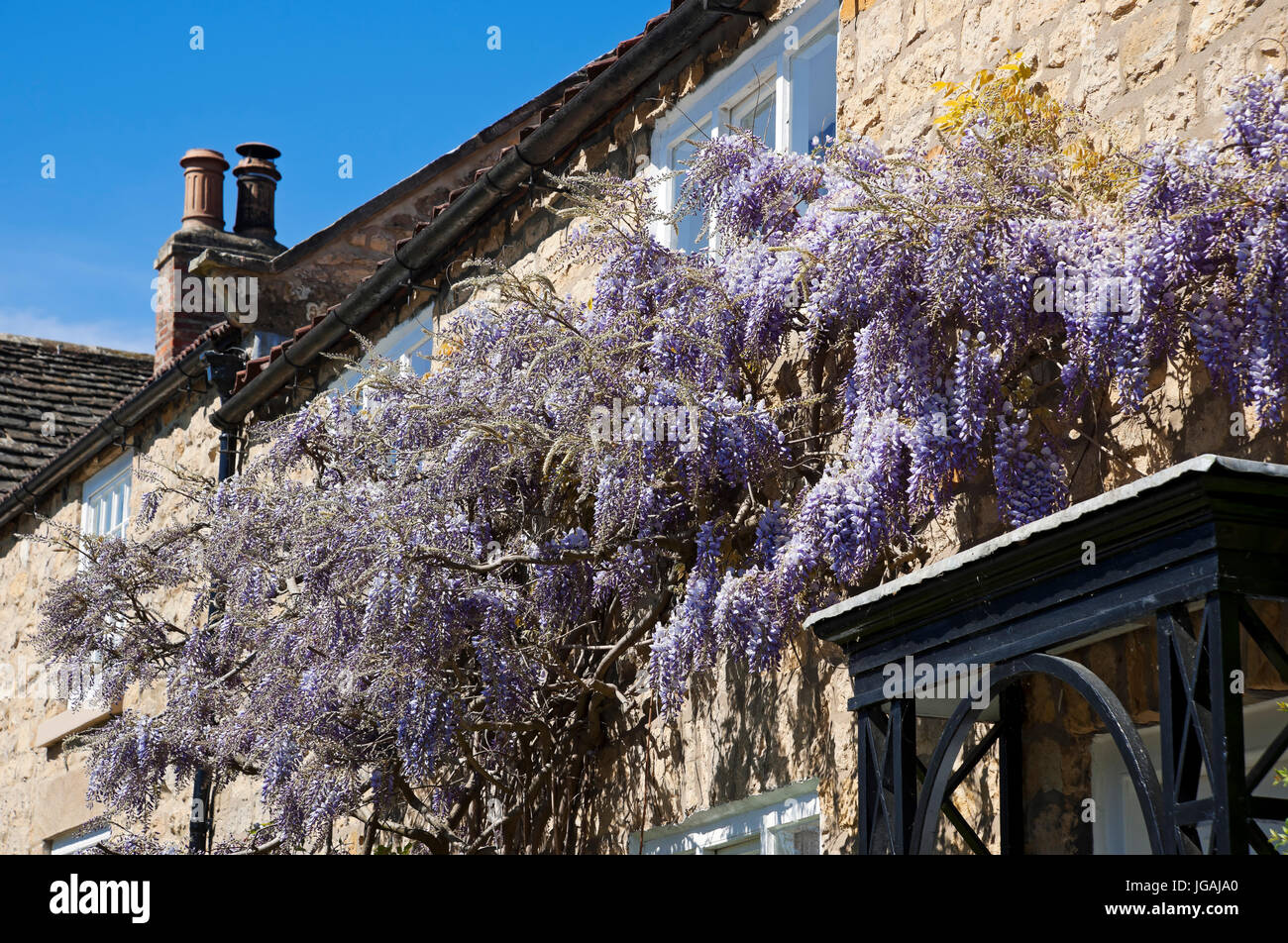 Gros plan de la wisteria fleurs violettes fleuries sur le devant d'une maison au printemps Angleterre Royaume-Uni Grande-Bretagne Banque D'Images
