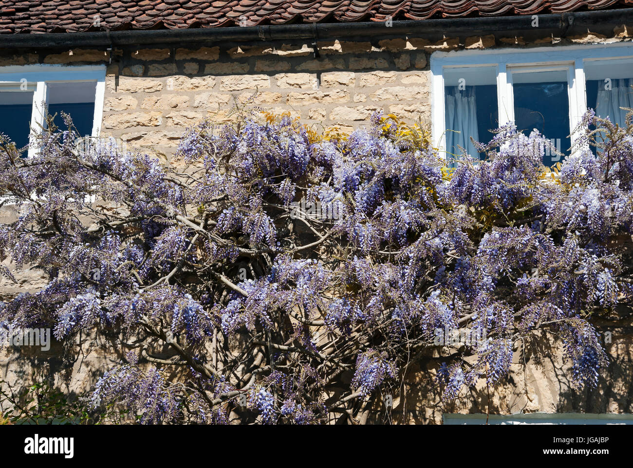 Gros plan de la wisteria fleurs violettes fleuries sur le devant d'une maison au printemps Angleterre Royaume-Uni Grande-Bretagne Banque D'Images