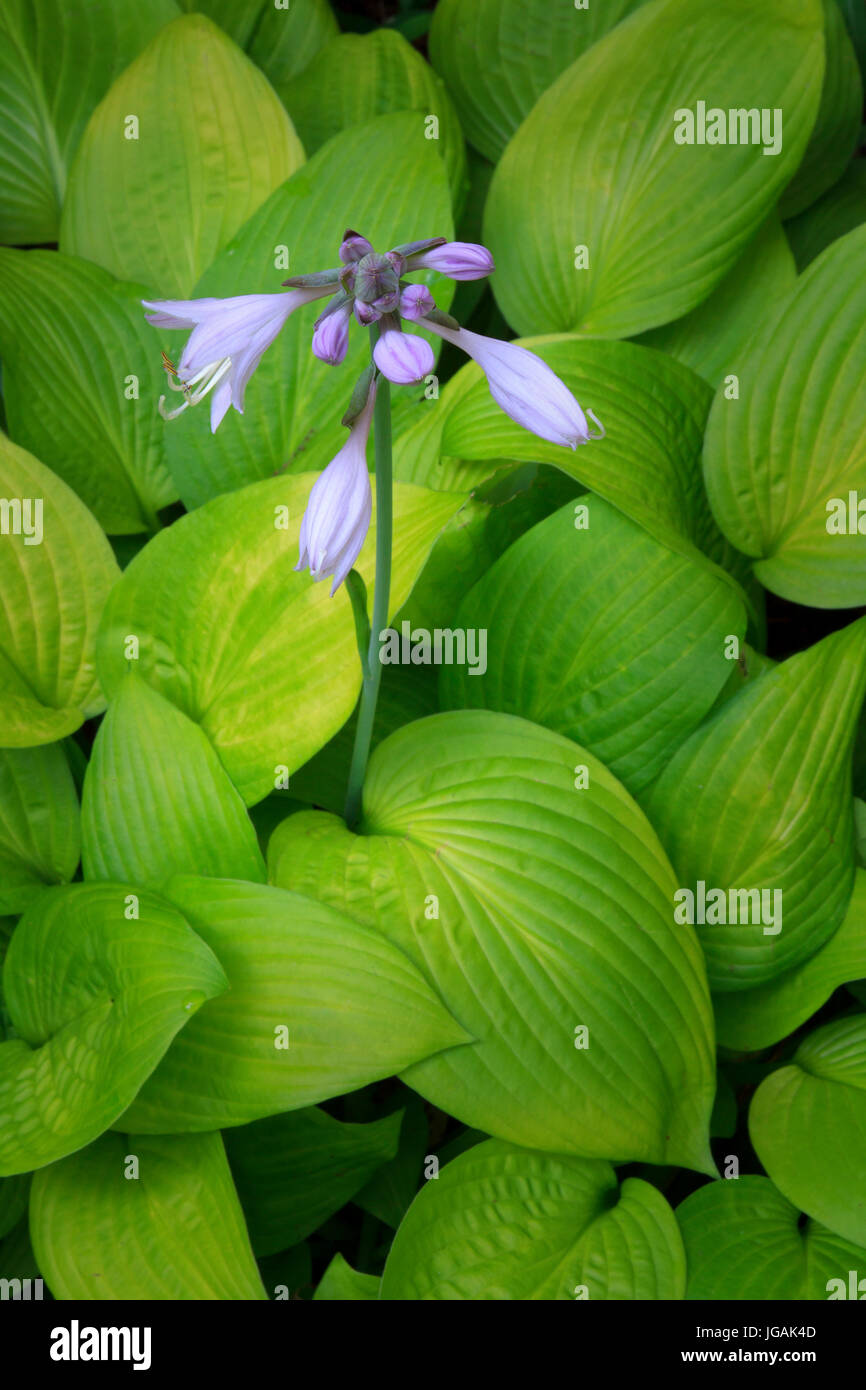 La floraison Hosta avec fleurs violettes Banque D'Images