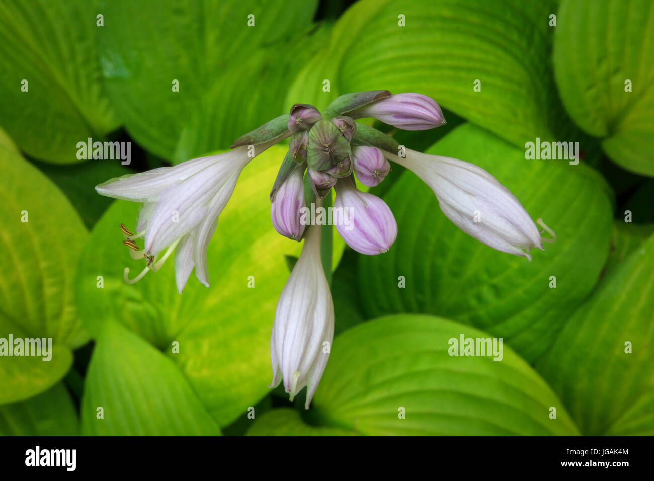 La floraison Hosta avec fleurs violettes Banque D'Images