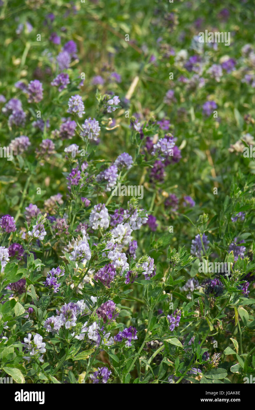 Récolte de Lucerne / la luzerne (Medicago sativa) en fleurs. Lincolnshire, Angleterre, RU Banque D'Images