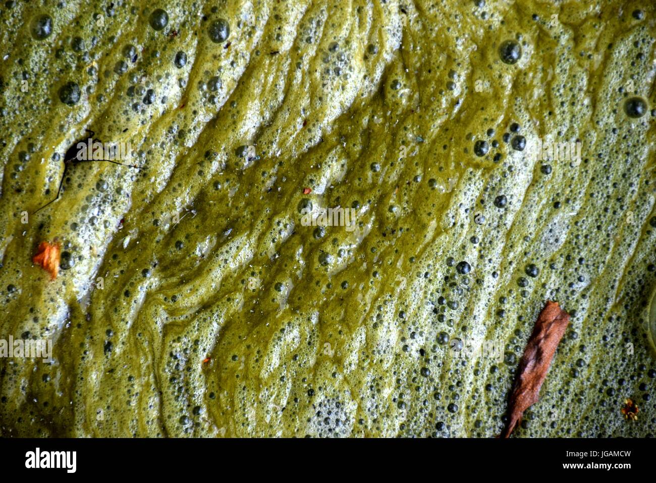 Schaum im gartenteich Banque de photographies et d’images à haute résolution Alamy