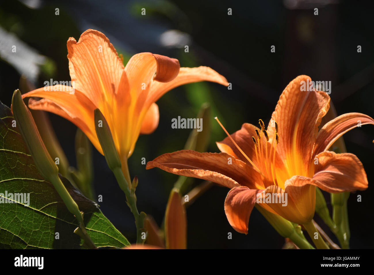Lys Orange dans la lumière du soleil à l'arrière-plan flou, peut être utilisé pour une page de calendrier ou d'une fleur nature Banque D'Images
