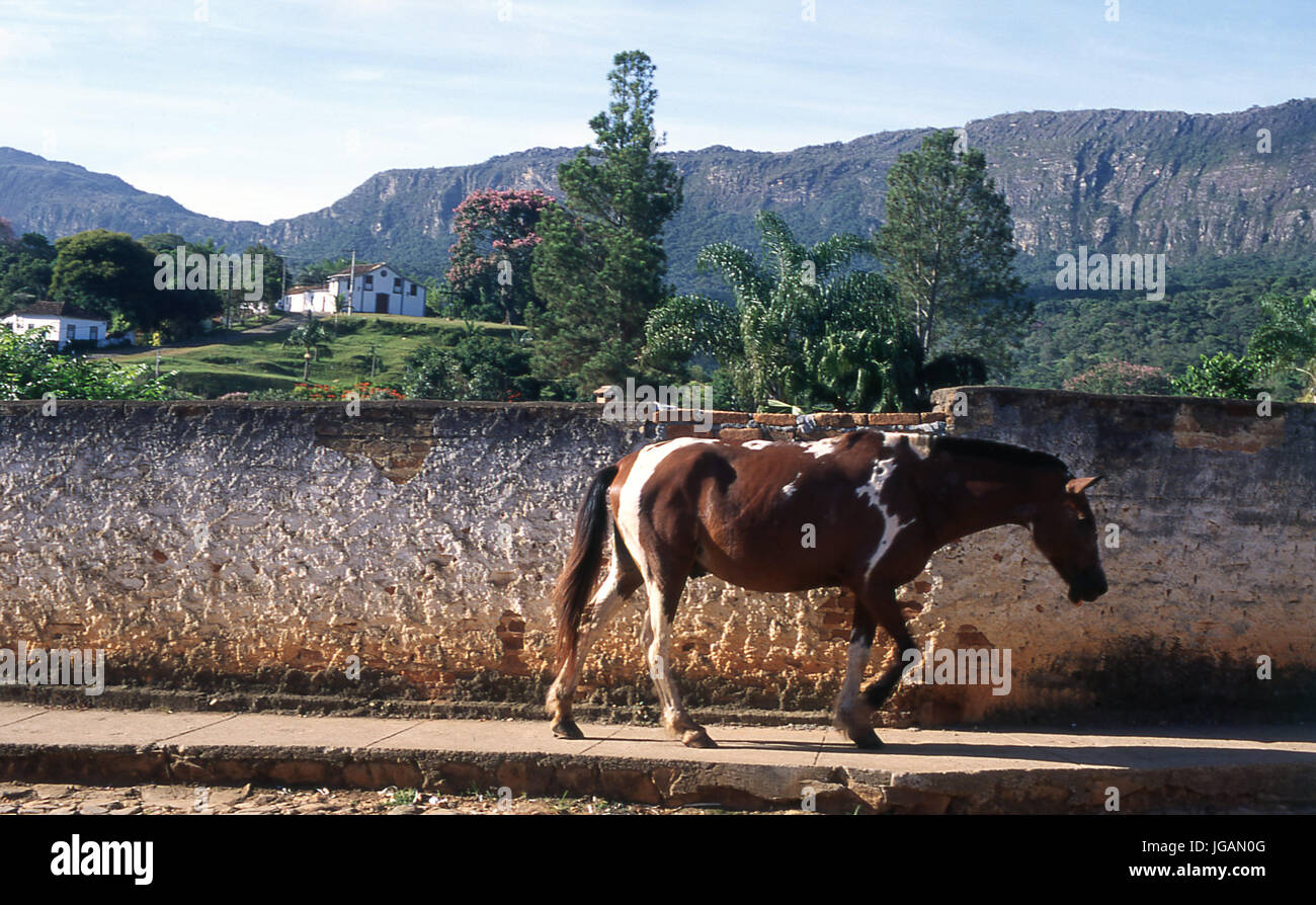 Cheval, animal, paysage, Tiradentes, Minas Gerais, Brésil Banque D'Images