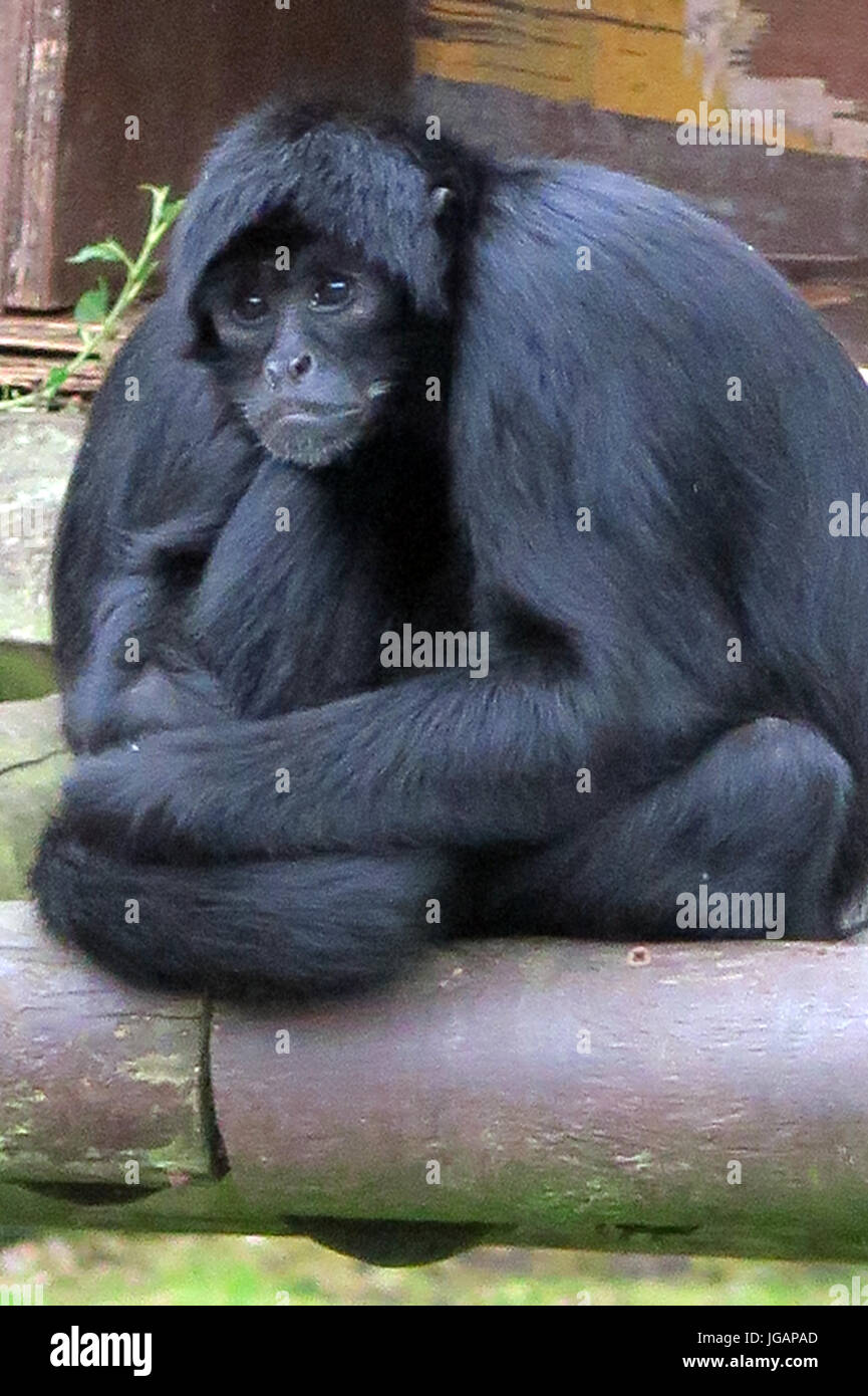 Fota Wildlife Park, Irlande, Fota Banque D'Images