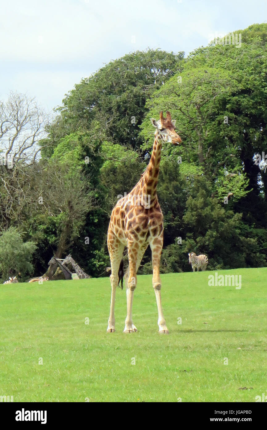 Fota Wildlife Park, Irlande, Fota Banque D'Images