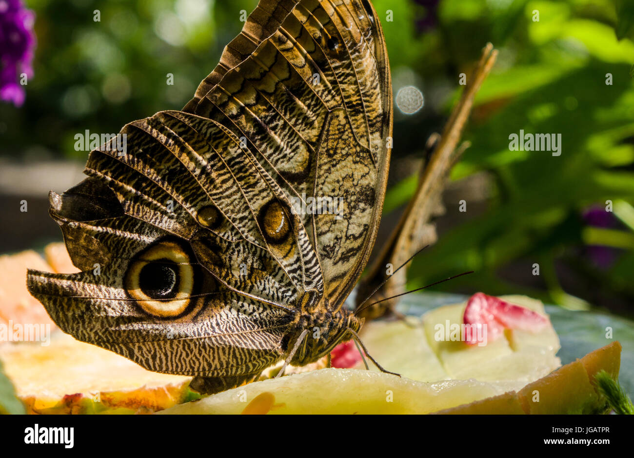 Jardin des papillons en se nourrissant de fruits Banque D'Images