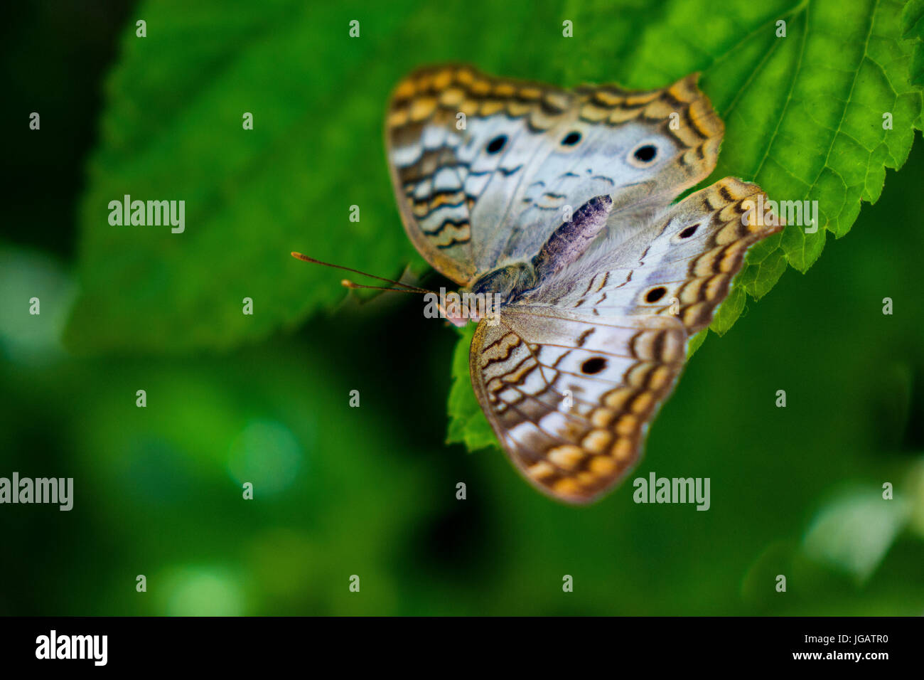 Papillon au jardin, tricheuse, reposant sur leaf Banque D'Images