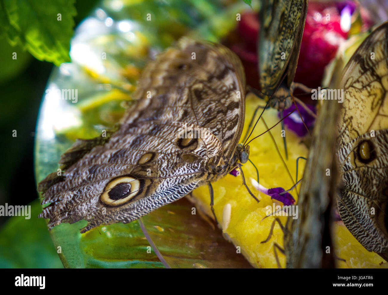 Jardin des papillons en se nourrissant de fruits Banque D'Images