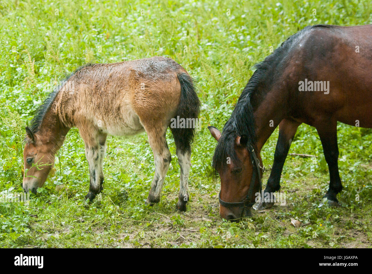 Cheval et poulain mange de l'herbe Banque D'Images