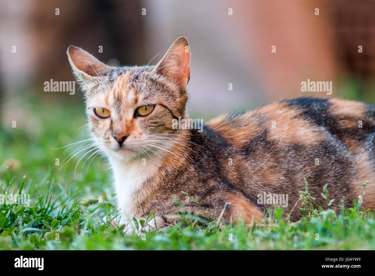 Chat domestique allongé dans l'herbe et regarder de l'avant Banque D'Images