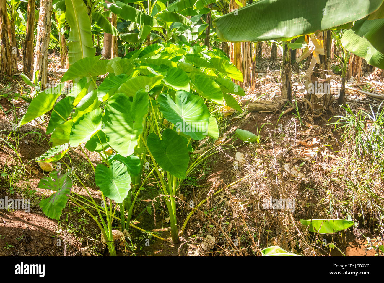 Yam plante poussant sur les plantations de bananes, Kenya Banque D'Images