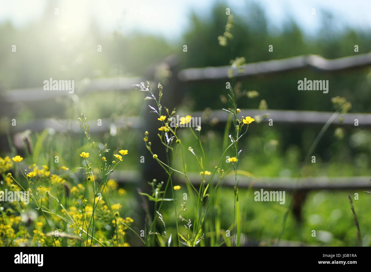 Fleurs et l'herbe éclairées par la lumière du soleil chaud de l'été sur un pré, abstract backgrounds naturel pour votre conception. Renoncules dans le contexte de la clôture. Banque D'Images