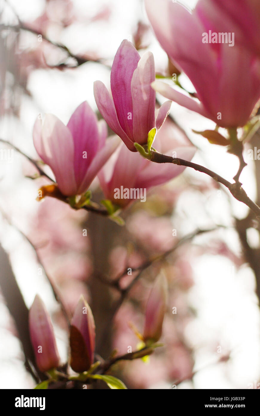 Fleurs Magnolia blossom Banque D'Images