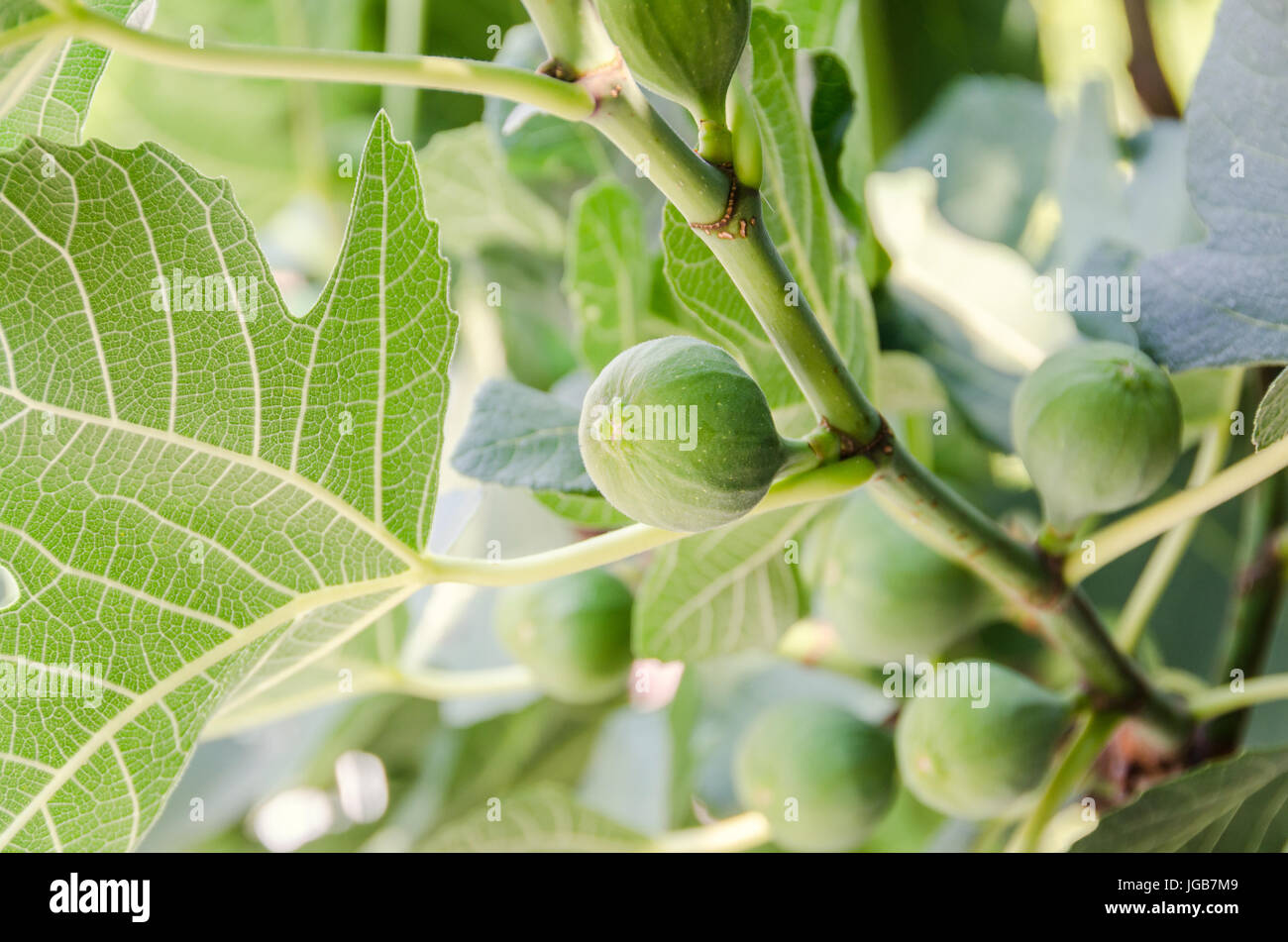 Les fruits verts de Ficus carica, mûrier, famille connue sous le nom de common fig, branches d'arbre Banque D'Images