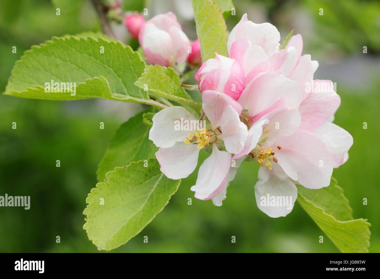 Malus domestica 'Sunset',(un dessert apple), Apple Blossom en pleine floraison dans un verger traditionnel anglais au début de l'été (mai), Royaume-Uni Banque D'Images