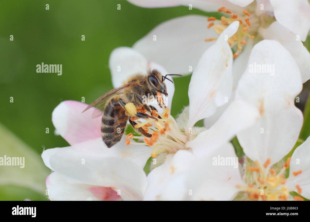 Abeille à miel (Apis mellifera) et recueillir le nectar de fleur de printemps de Malus domestica 'Katy', pommier dans un verger anglais en mai, UK Banque D'Images