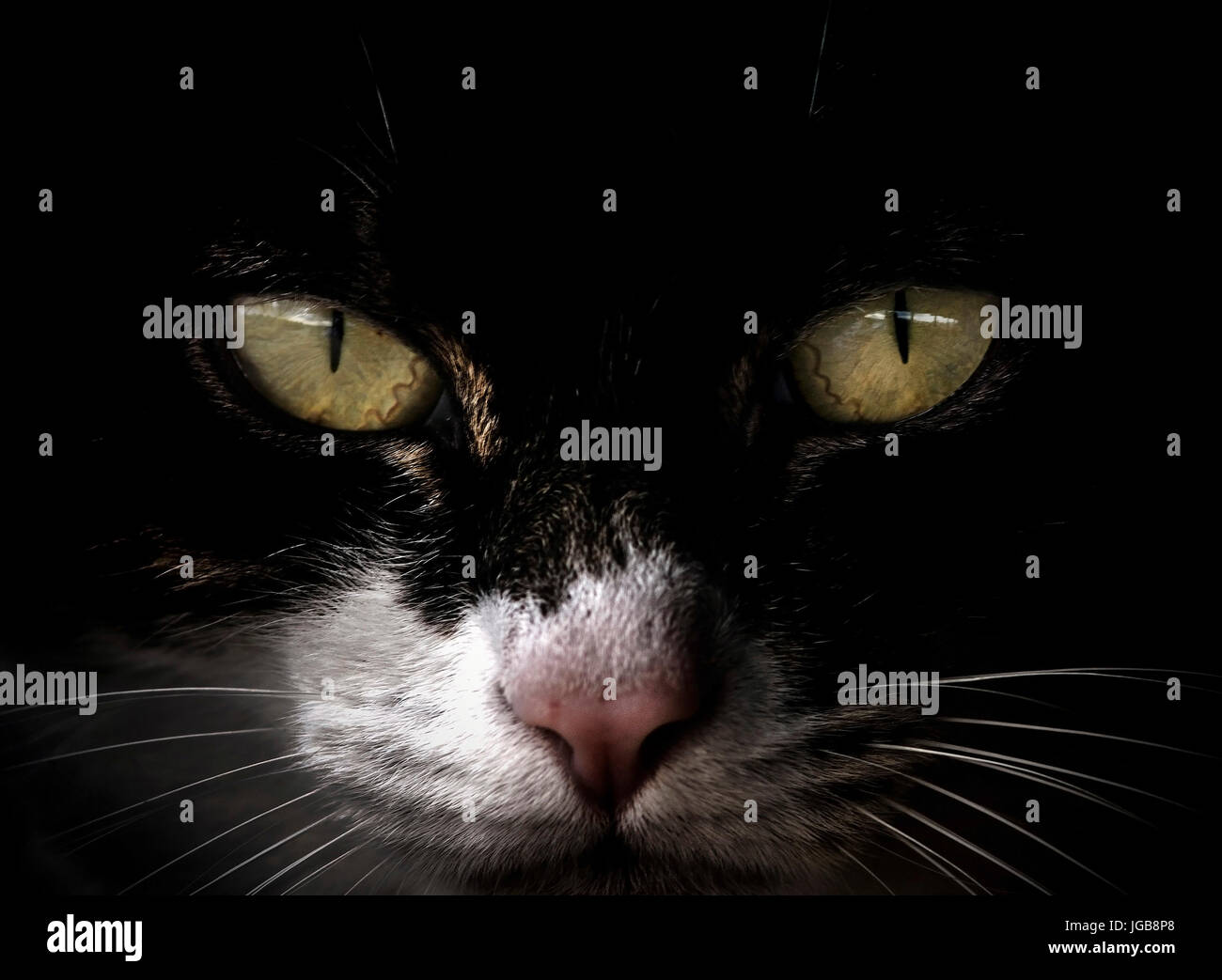 Jaune Vert Expressif Eyed Chat Noir Avec Du Blanc Nez Face Closeup Photo Stock Alamy