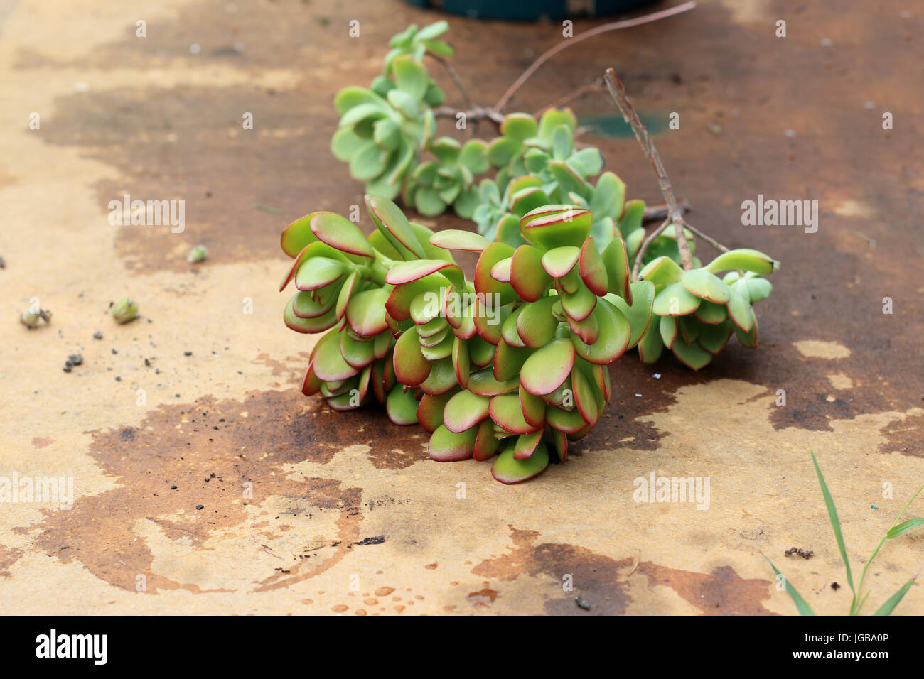 Crassula ovata fraîchement coupés ou également connu sous le nom de Jade plant Banque D'Images