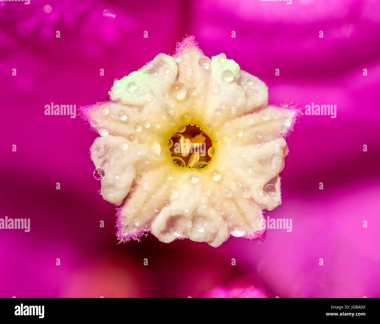 Gros plan macro extrême d'un petit jaune et violet / rose fleur, avec de petites gouttelettes d'eau de pluie sur elle Banque D'Images
